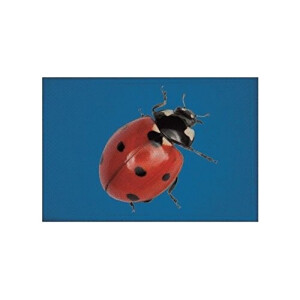 écusson thermocollant Coccinelle